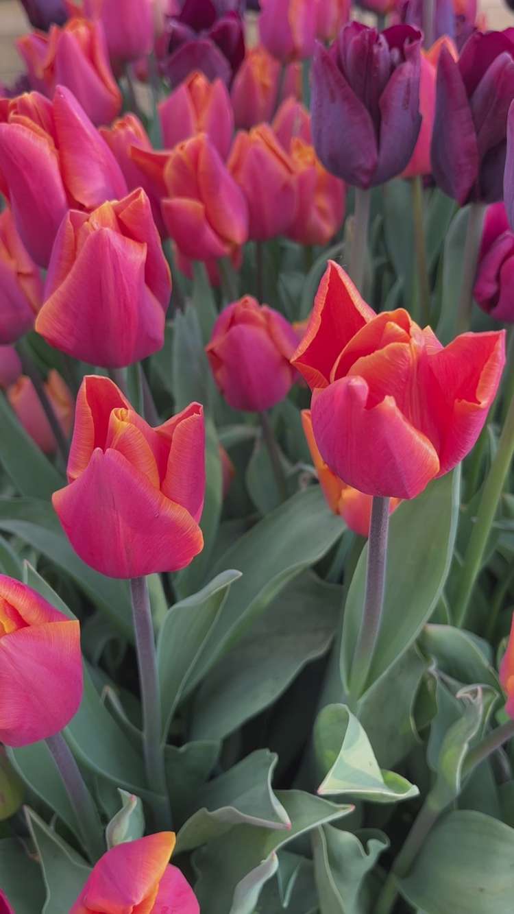 Tulpenmischung 'Hugo'